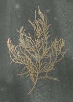 Gold Foil Algae III on Black - Metallic Foil Framed Print