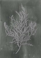 Silver Foil Algae III on Black - Metallic Foil Framed Print