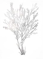 Silver Foil Algae I - Metallic Foil Framed Print