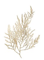 Gold Foil Algae II - Metallic Foil Framed Print