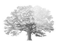 Silver Foil Elephant Tree - Metallic Foil Fine Art Print