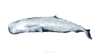 Whale Portrait II Fine Art Print