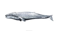 Whale Portrait IV Fine Art Print