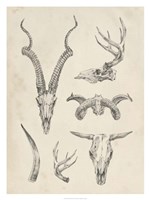 Skull & Antler Study I Framed Print