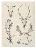 Skull & Antler Study II Framed Print