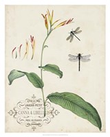 Canna & Dragonflies I Framed Print
