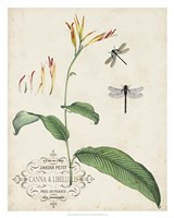 Canna & Dragonflies I Framed Print