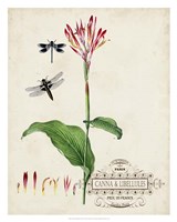 Canna & Dragonflies II Framed Print