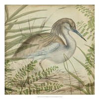 Heron & Ferns II Framed Print