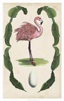 Antiquarian Menagerie - Flamingo I Framed Print