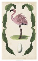 Antiquarian Menagerie - Flamingo II Framed Print