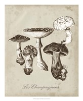 Les Champignons I Fine Art Print