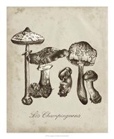 Les Champignons II Fine Art Print