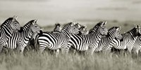 Grant's Zebra, Masai Mara, Kenya Fine Art Print