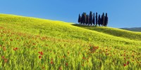 Cypress and Corn Field, Tuscany, Italy Fine Art Print