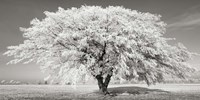 Lime Tree with Frost, Bavaria, Germany Fine Art Print