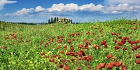 Farm House with Cypresses and Poppies, Tuscany, Italy Fine Art Print