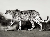 Cheetah, Namibia, Africa Fine Art Print