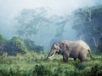 African Elephant, Ngorongoro Crater, Tanzania Fine Art Print