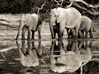 African Elephants, Okavango, Botswana Fine Art Print