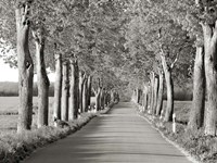 Lime Tree Alley, Mecklenburg Lake District, Germany 2 Fine Art Print