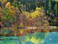 Forest in autumn colours, Sichuan, China Fine Art Print