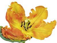 Parrot Tulip Close-Up Fine Art Print