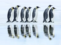 Emperor Penguin Group, Antarctica Fine Art Print