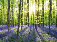 Beech Forest With Bluebells, Belgium Fine Art Print