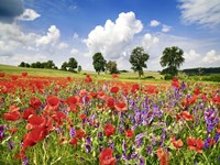 Poppies And Vicias In Meadow, Mecklenburg Lake District, Germany Fine Art Print