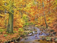 Beech Forest In Autumn, Ilse Valley, Germany Fine Art Print