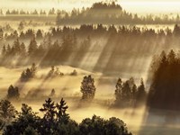 Fog Impression At Sindelbachfilz, Bavaria, Germany Fine Art Print