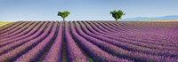 Lavender Field, Provence, France Fine Art Print