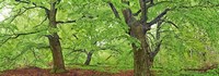 European Beech, Kellerwald, Germany Fine Art Print