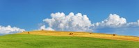 Corn Field Harvested, Tuscany, Italy Fine Art Print