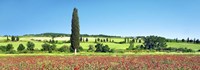 Cypress In Poppy Field, Tuscany, Italy Fine Art Print