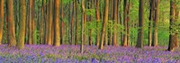 Beech Forest With Bluebells, Hampshire, England Fine Art Print