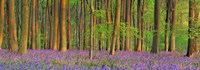 Beech Forest With Bluebells, Hampshire, England Fine Art Print