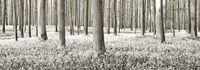 Beech Forest With Bluebells, Belgium Fine Art Print