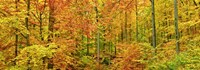 Beech Forest in Autumn, Kassel, Germany Fine Art Print