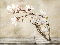 Fiori di Magnolia Fine Art Print