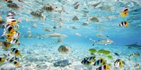 Fish and sharks in Bora Bora lagoon Fine Art Print