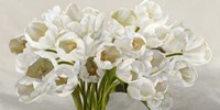 Tulipes Blanches Fine Art Print