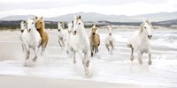 Horses on the beach (detail) Framed Print