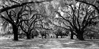 Avenue of Oaks, South Carolina Fine Art Print