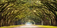 Path Lined with Oak Trees Framed Print