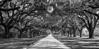 Tree Lined Plantation Entrance,  South Carolina Fine Art Print