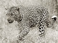 Leopard hunting Framed Print