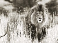 Male Lion Fine Art Print