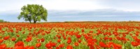 Tree in a Poppy Field 1 Fine Art Print